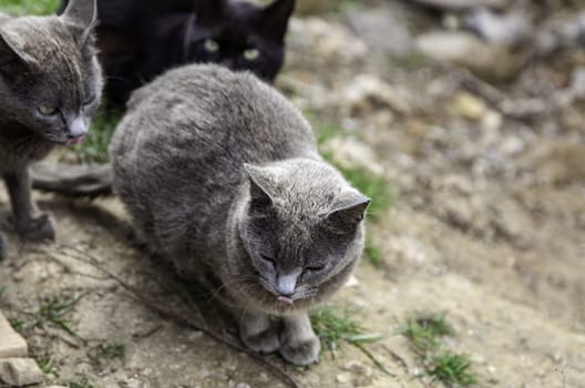 Abandoned street cats, stray animals, pets