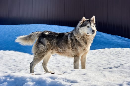 A beautiful husky dog stands in the snow. High quality photo