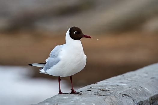 A seagull stands on a gray concrete parapet. High quality photo