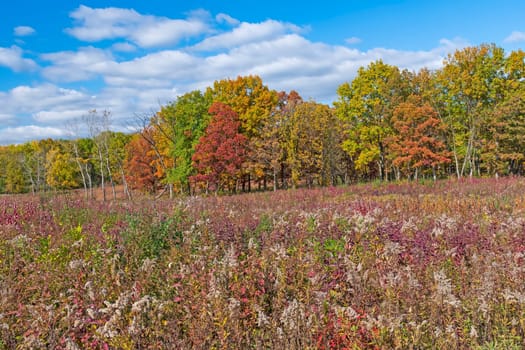 Fall Colors in the Prairie and the Forest in Crabtree Nature Preserve in Illinois