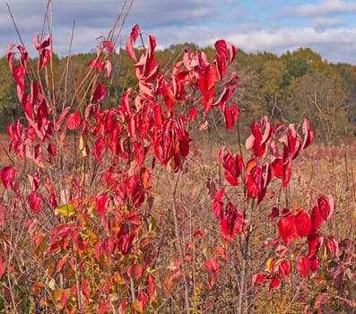 Colorful Leaves on a Prairie Bush in the Fall in Crabtree Nature Preserve in Illinois