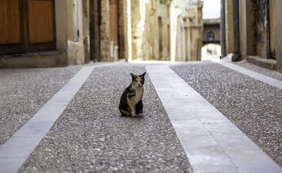 Abandoned street cats, stray animals, pets