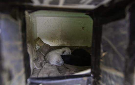 Detail of cat colony, litter of abandoned animals