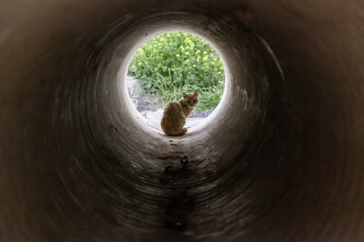 Detail of wild cat in a pipe in the city, abandonment