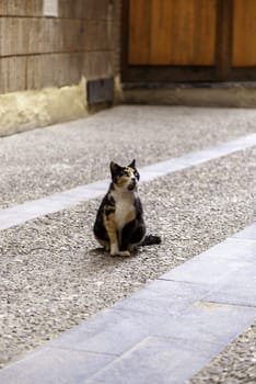 Abandoned street cats, stray animals, pets