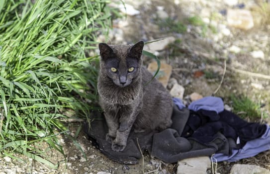 Abandoned street cats, stray animals, pets