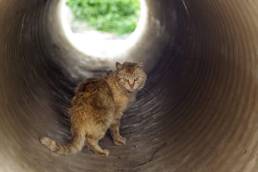 Detail of wild cat in a pipe in the city, abandonment