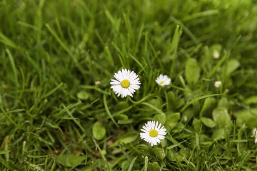 Detail of wild flowers in nature, environment and summer