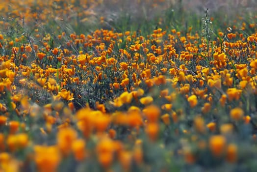 California poppy field