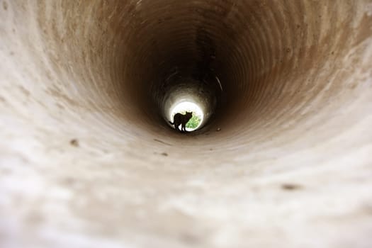 Detail of wild cat in a pipe in the city, abandonment