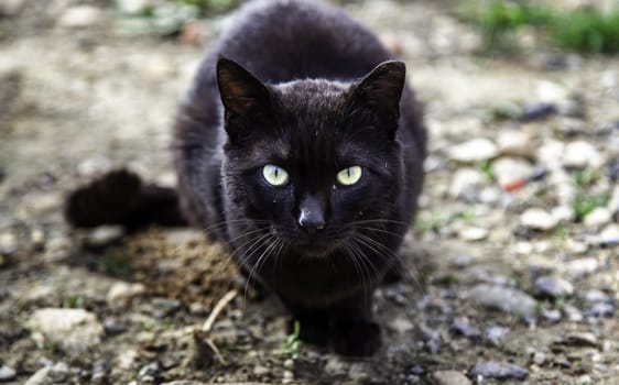 Abandoned street cats, stray animals, pets