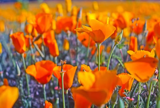 Close up of a California Poppy