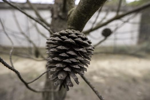 Pine fruit detail, nature and environment