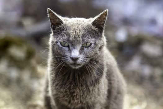 Abandoned street cats, stray animals, pets