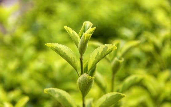 Detail of decorative bush in the city, flora