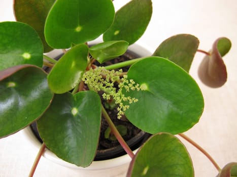 Flowering Pancake plant with flower, Pilea peperomioides