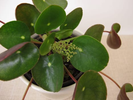 Flowering Pancake plant with flower, Pilea peperomioides
