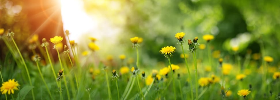 Panoramic view of the blooming dandelions on the sunny field. Morning sunshine in the natural park.