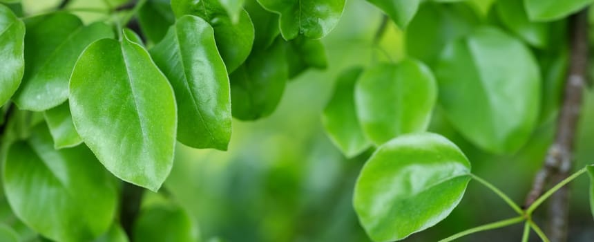 Panoramic close-up background with fresh young foliage of the pear tree. Greenery backdrop.