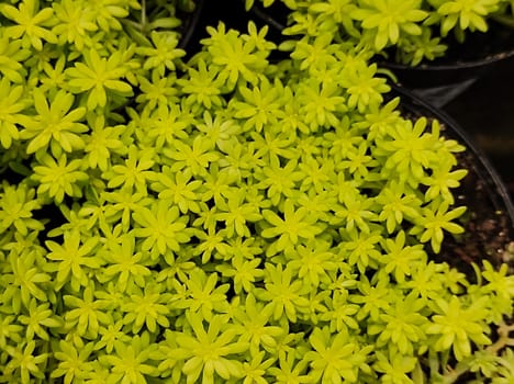 Minuscule foliage texture of Sedum succulent (Sedum Japonicum Tokyo Sun), in close up view.