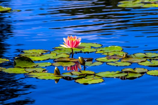 500px Photo ID: 1046577577 - Pink water lily in the pond,Colorado.
