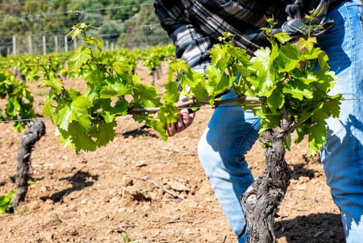 Green pruning of the vineyard. Farmer removes excess young sprouts from the branches of the vine. Traditional agriculture.