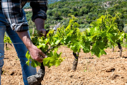 Green pruning of the vineyard. Farmer removes excess young sprouts from the branches of the vine. Traditional agriculture.