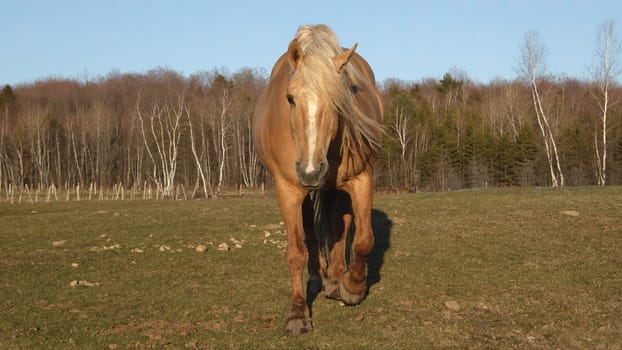 brown horse moving in meadow equine country farm animal