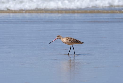 Marbled Godwit Patrolling an Ocean Beach in La Jolla, California