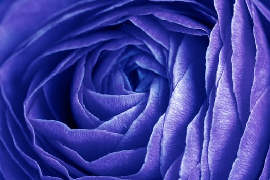Close up of the petals of a rose in blue