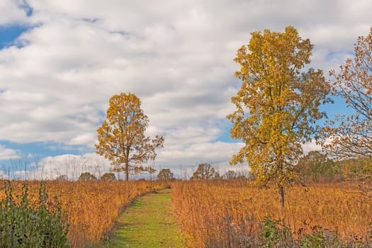 Trail Through a Savannah Habitat in the Fall in the Crabtree Nature Preserve in Illinois