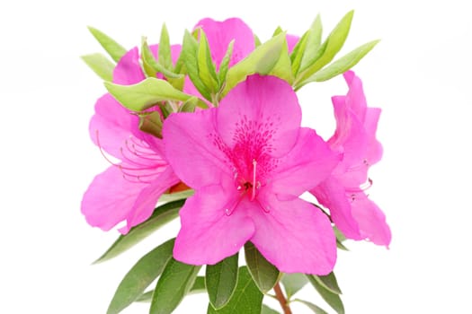 photo of blooming purple azalea flower isolated on white background