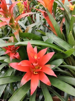 Tropical Guzmania plant close-up of the bromeliads family. red orange.Exotica exuberant.