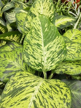 Front view of beautiful lush green foliage of Dieffenbachia Sunrise, in an indoor flower bed.