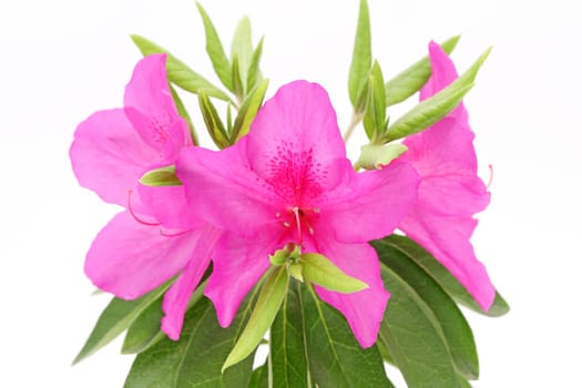 photo of blooming purple azalea flower isolated on white background
