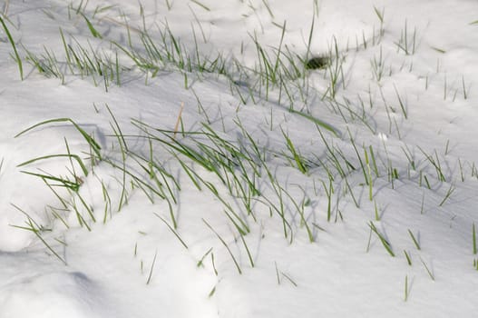 Blade of grass in the snow