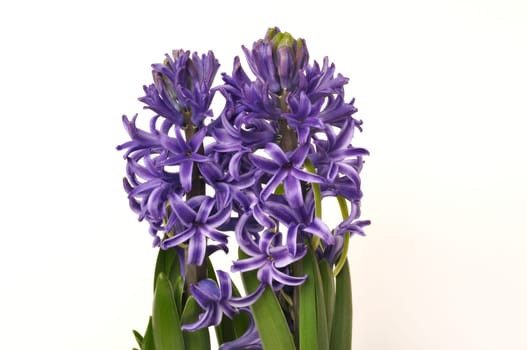 Studio shot of a hyacinth