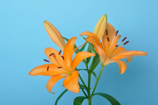 Studio shot of orange lily