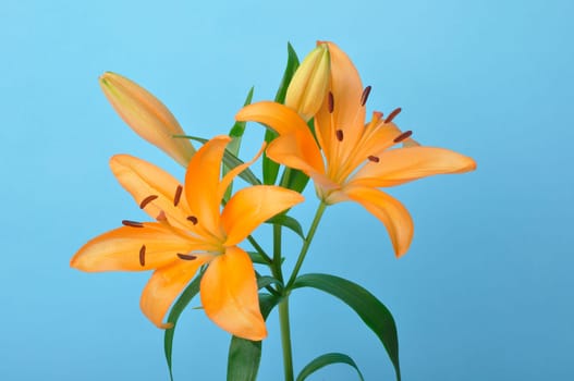 Studio shot of orange lily