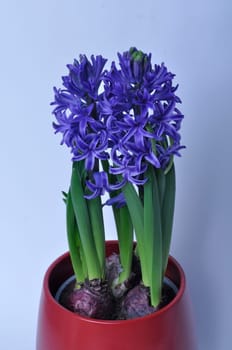 Studio shot of a hyacinth