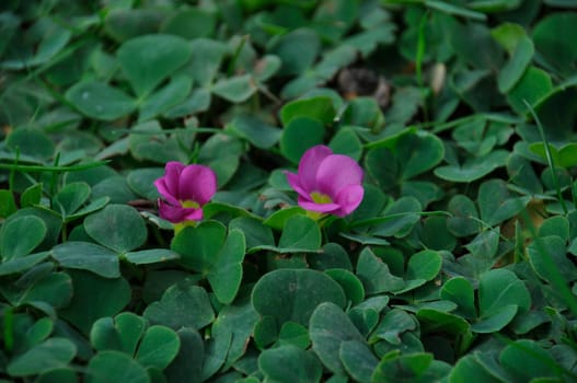 Oxalis purpurea on a lawn in Porto