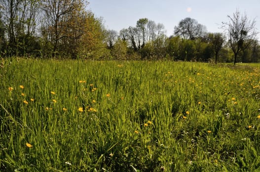 A meadow in Normandy in spring.
