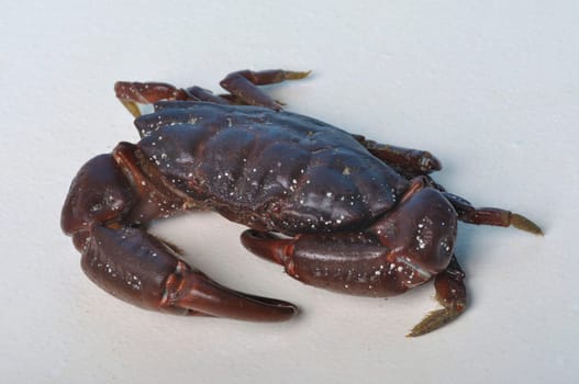 crab on a white background