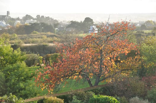 Tree in a park in the fall