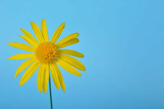 savannah daisies on a blue background