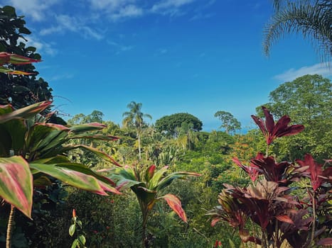 Tropical climate with jungle vegetation natural background. Mixt trees landscape, dense forest with vibrant and colorful leaves