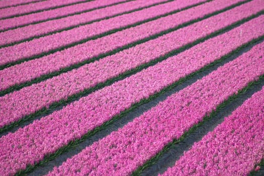 hyacinth field in the Netherlands - pink hyacinth flowers
