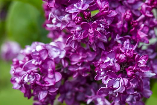 blooming lilac flowers. Macro photo, soft focus