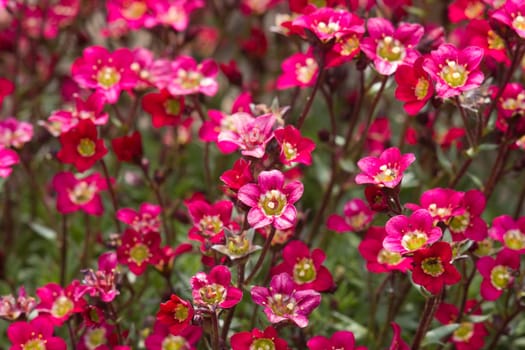 Lovely tiny red flowers. Soft focus photo