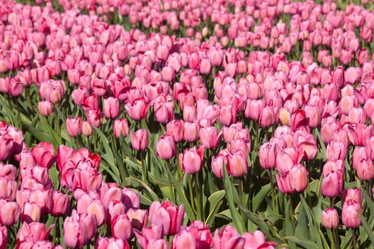 tulip field in the Netherlands - pink tulips